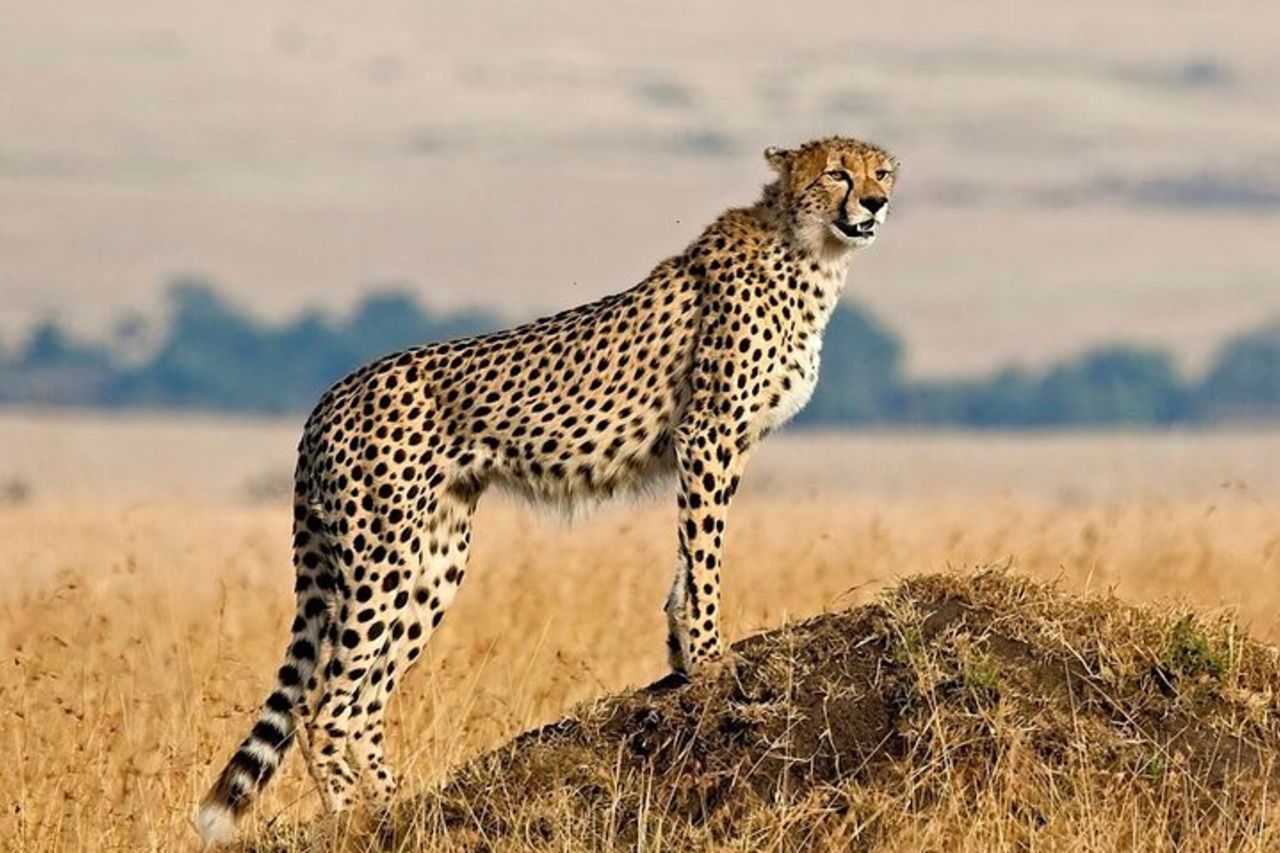 Safari di 2 giorni Serval Wildlife Sanctuary & Tarangire National Park — 3