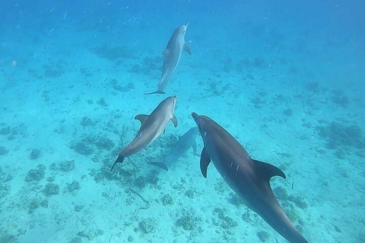 Nuota con i delfini alla Dolphin House con pranzo - Hurghada — 3