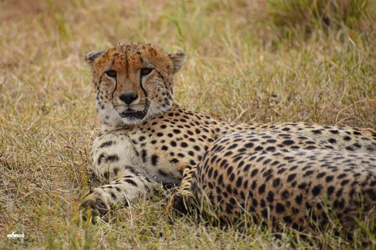Safari di 3 giorni Ngorongoro, Tarangire e Parco Nazionale del Lago Manyara — 6