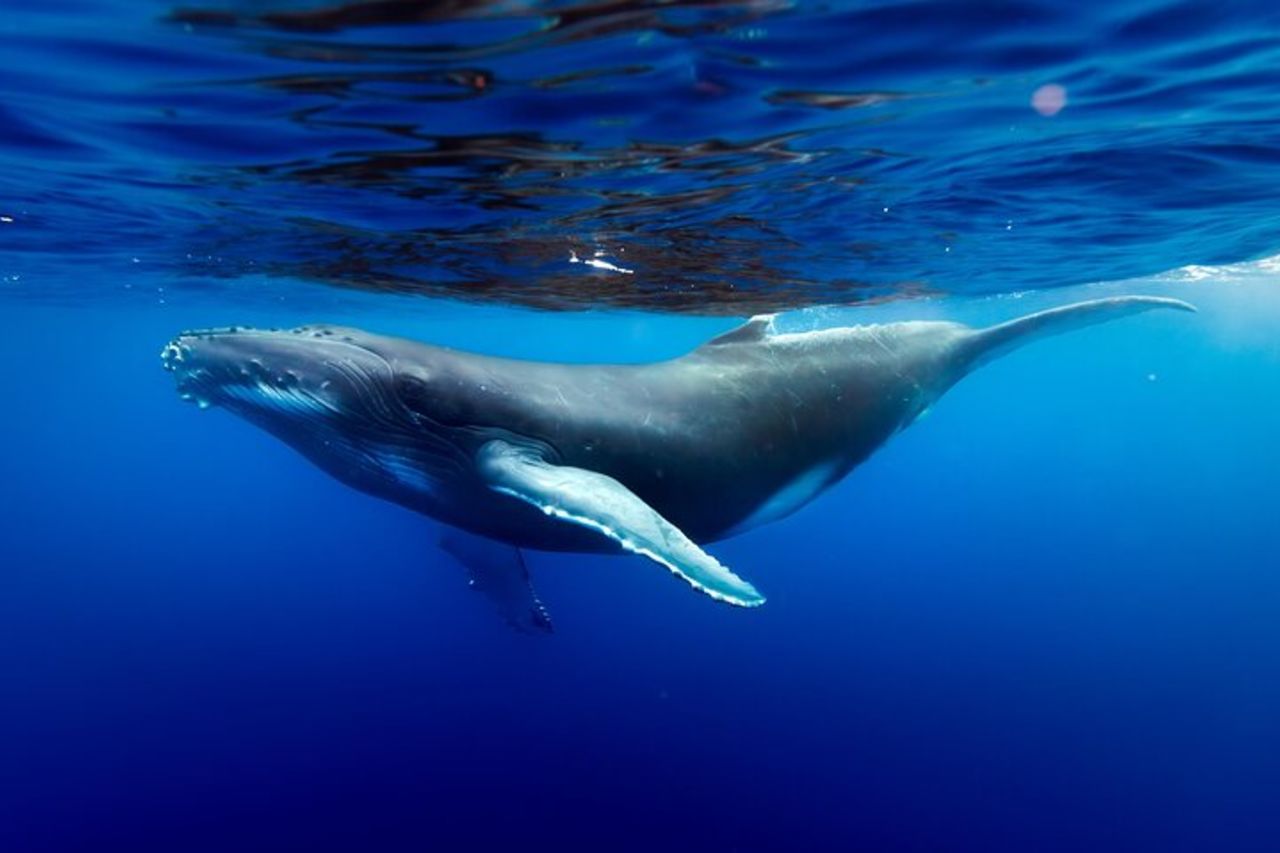 Tour condiviso di avvistamento balene a Tahiti — 3