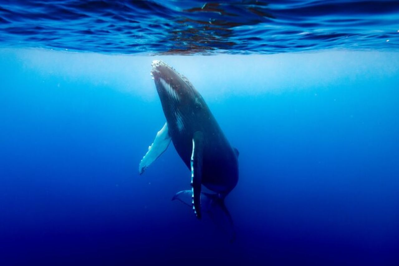 Tour condiviso di avvistamento balene a Tahiti — 4