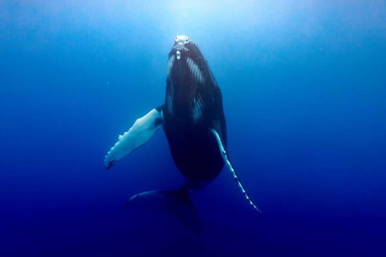 Tour condiviso di avvistamento balene a Tahiti — 5