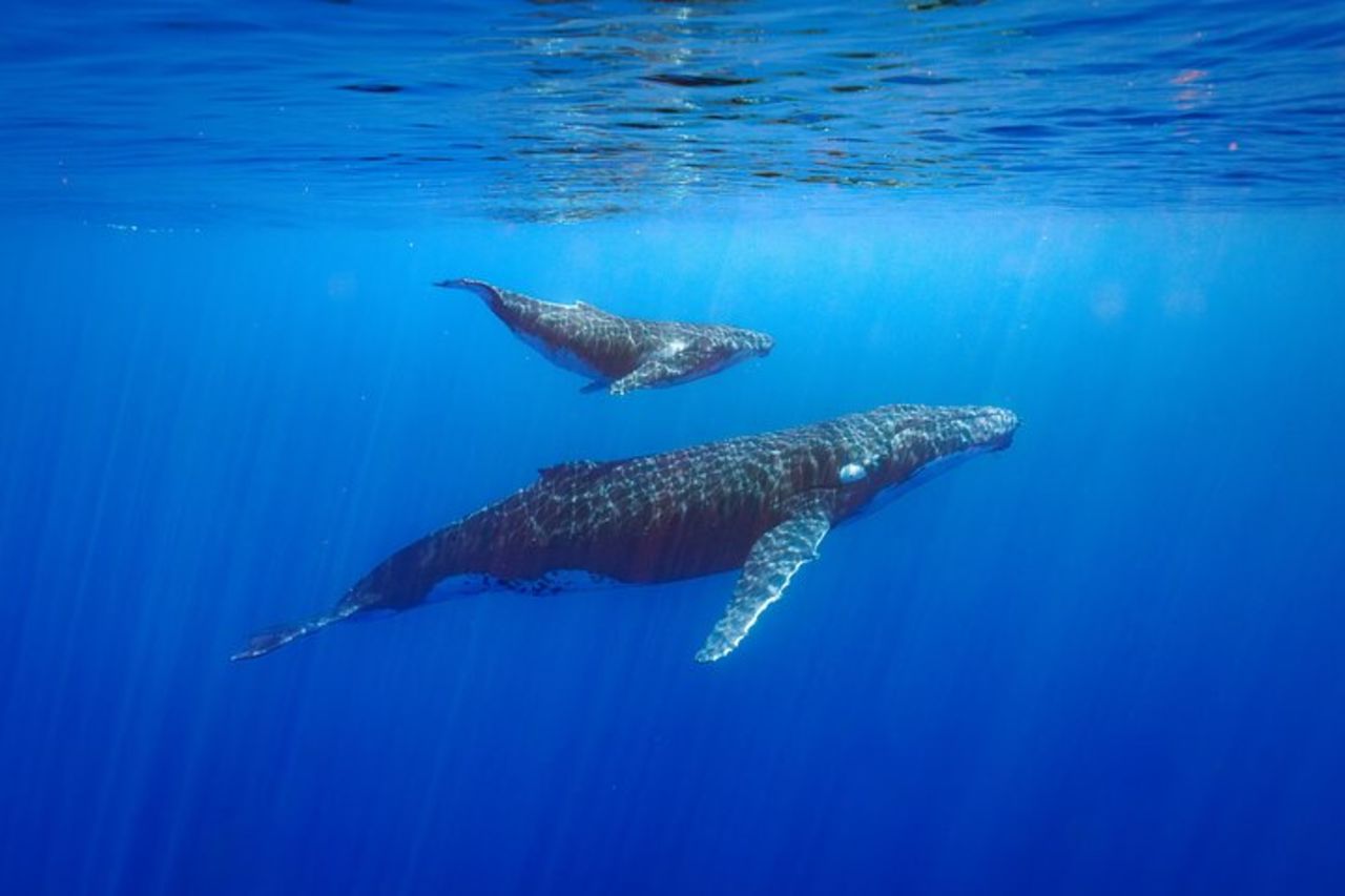 Tour condiviso di avvistamento balene a Tahiti — 6