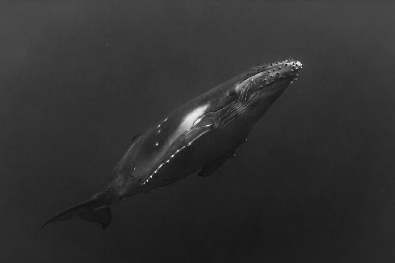Tour condiviso di avvistamento balene a Tahiti — 7