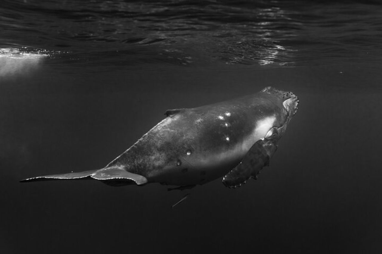 Tour condiviso di avvistamento balene a Tahiti — 9