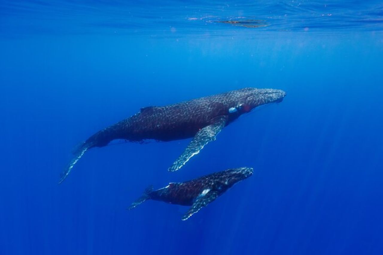 Tour condiviso di avvistamento balene a Tahiti — 2
