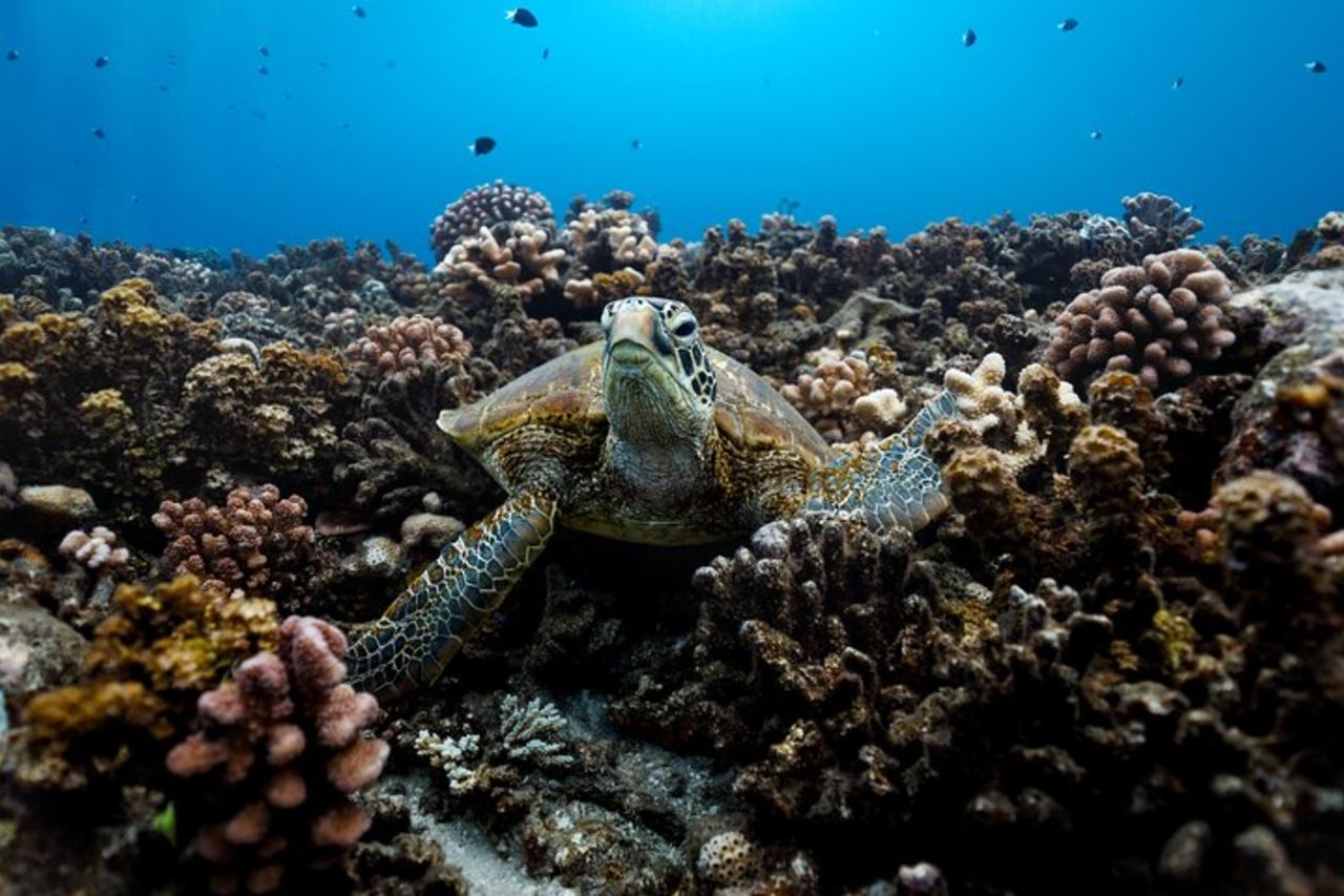Tour di snorkeling condiviso a Tahiti — 3
