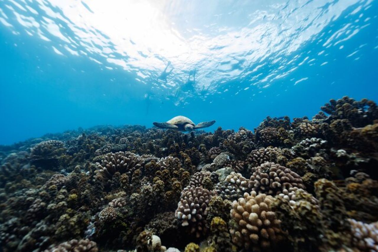 Tour di snorkeling condiviso a Tahiti — 6