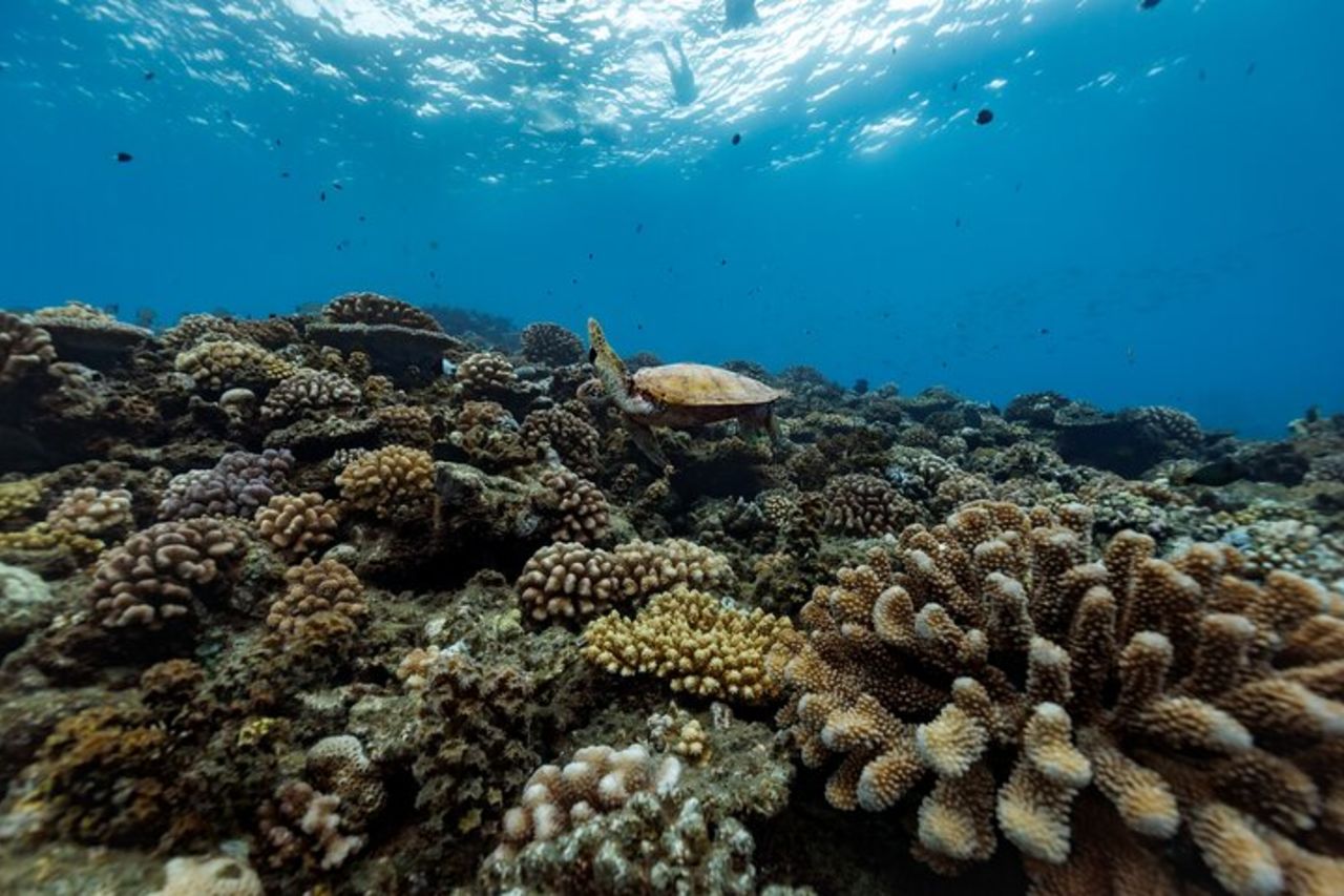 Tour di snorkeling condiviso a Tahiti — 7