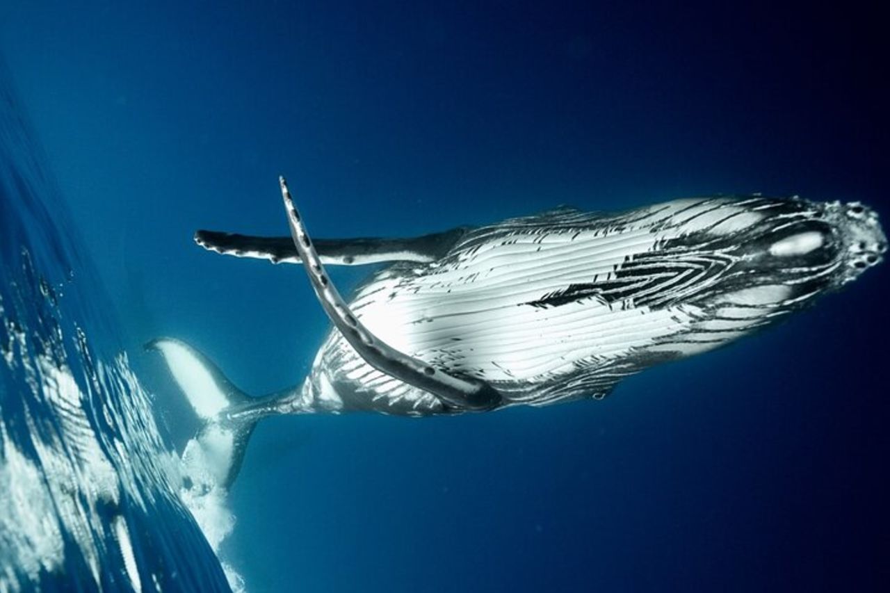 Escursione di 4,5 ore per l'osservazione delle balene a Tahiti — 3