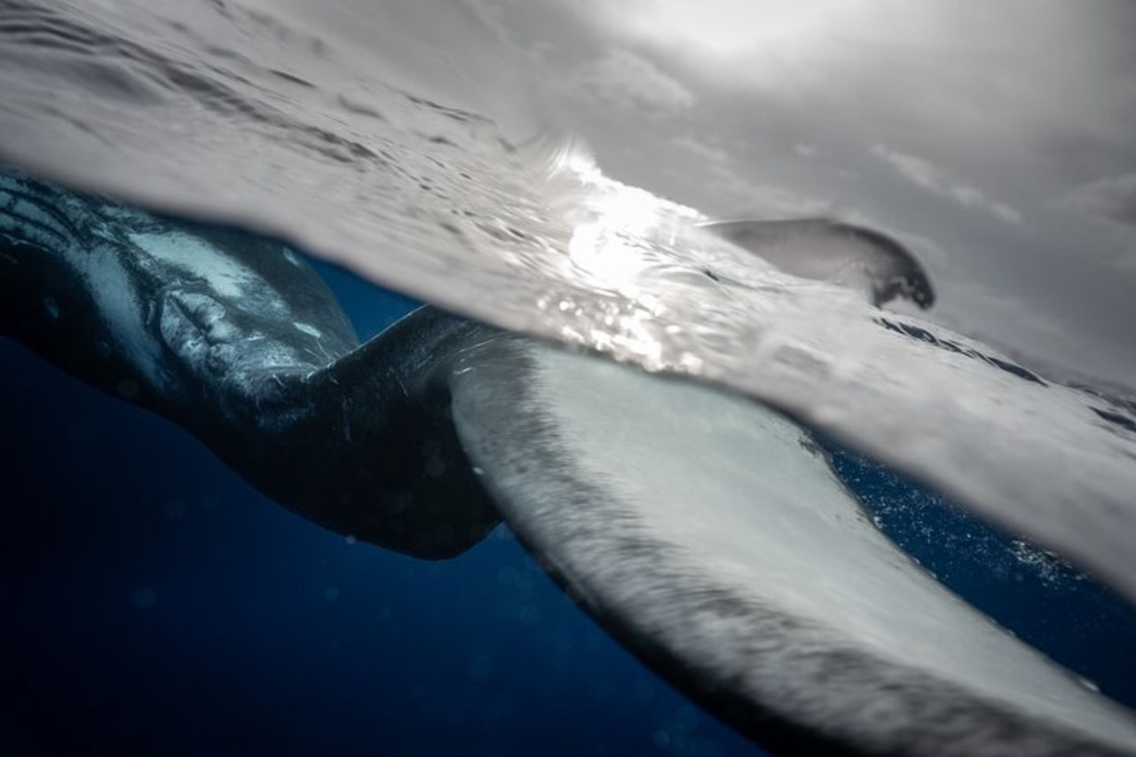Escursione di 4,5 ore per l'osservazione delle balene a Tahiti — 5