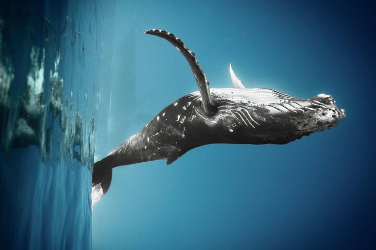 Escursione di 4,5 ore per l'osservazione delle balene a Tahiti — 4