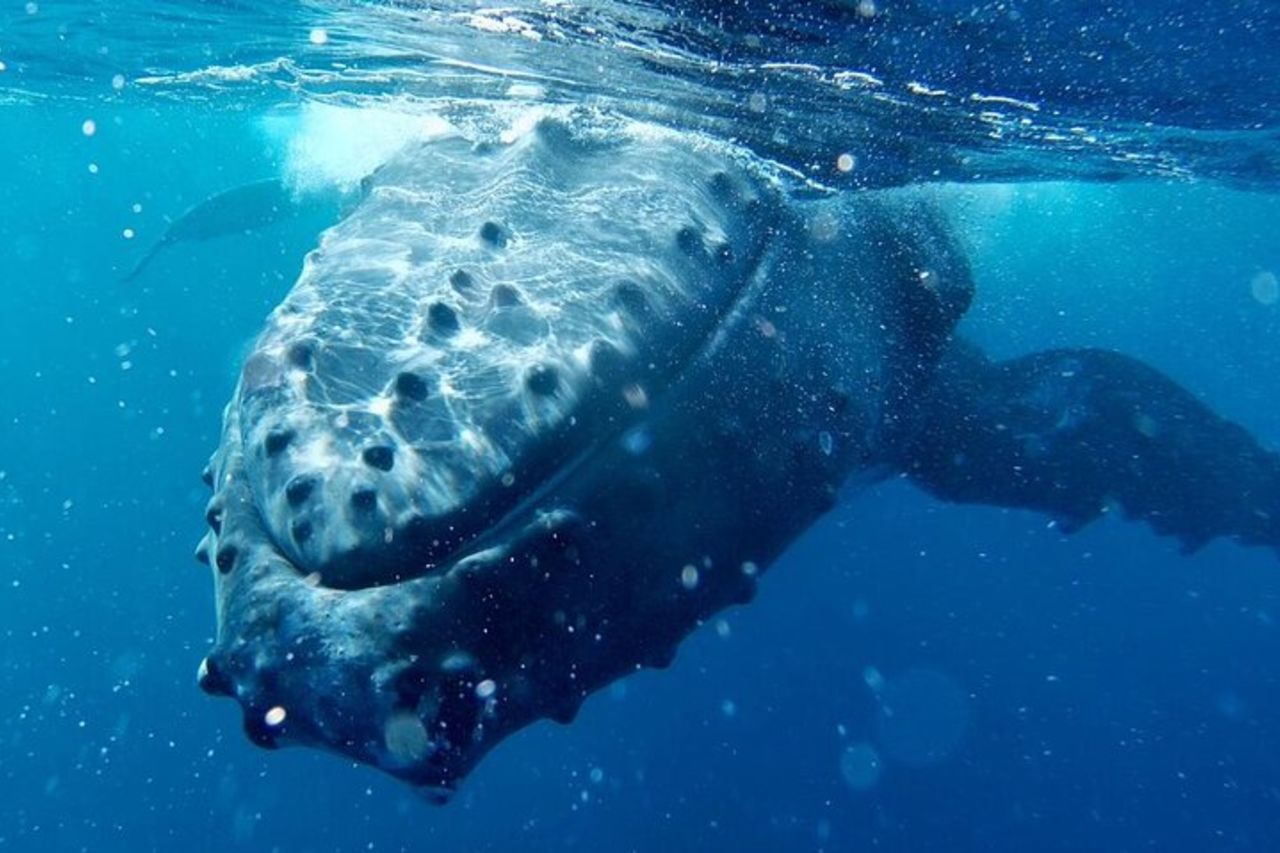 Escursione di 4,5 ore per l'osservazione delle balene a Tahiti — 6