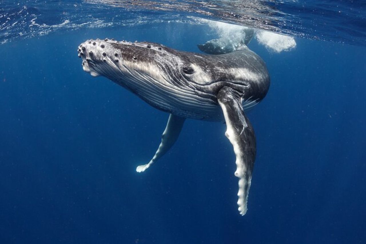 Escursione di 4,5 ore per l'osservazione delle balene a Tahiti — 2