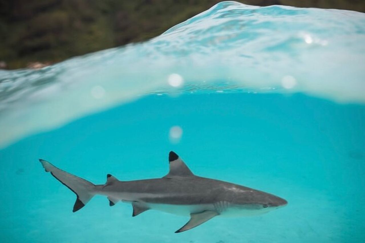 Escursione di mezza giornata per lo snorkeling a Tahiti — 5