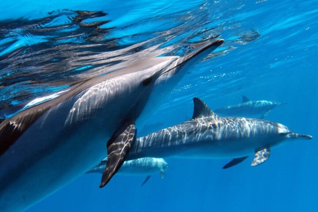 Escursione di mezza giornata per lo snorkeling a Tahiti — 7
