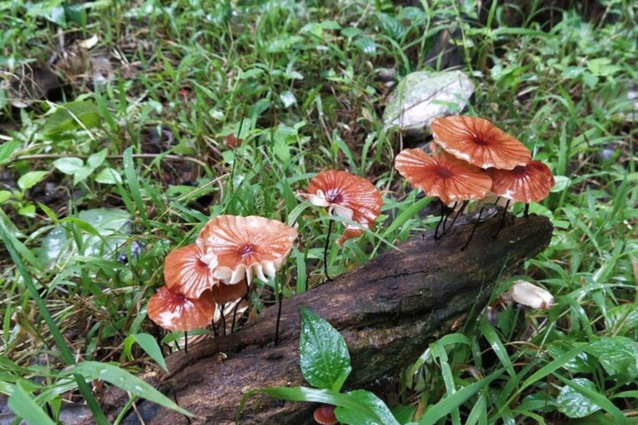 Birding @ Dandeli 2N3D — 8