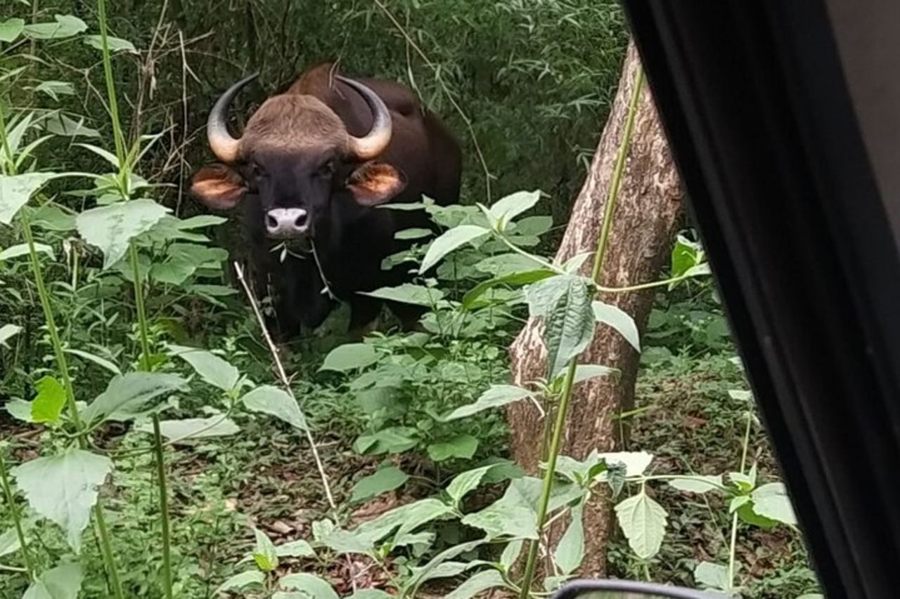 Birding @ Dandeli 2N3D — 9