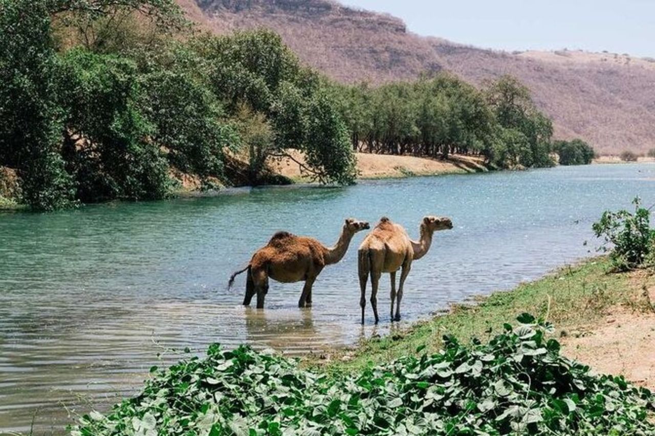 A est di Salalah, Safari in montagna, Cammelli, Cascata, Spiaggia bianca — 2