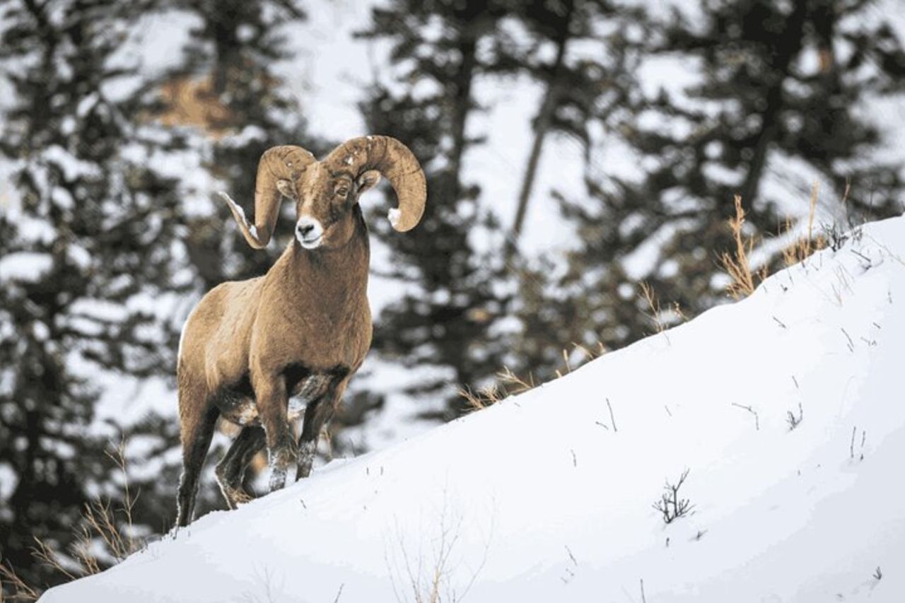 Punti salienti e fauna selvatica di Banff | Avventura pluripremiata per piccoli gruppi — 2