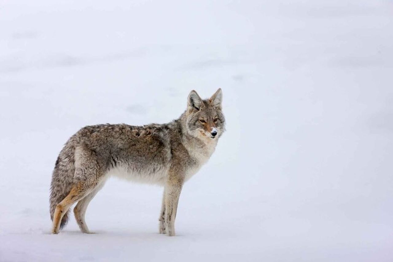 Punti salienti e fauna selvatica di Banff | Avventura pluripremiata per piccoli gruppi — 5
