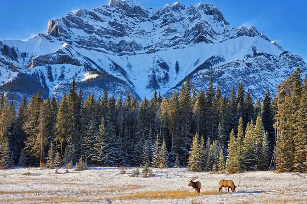 Punti salienti e fauna selvatica di Banff | Avventura pluripremiata per piccoli gruppi — 3