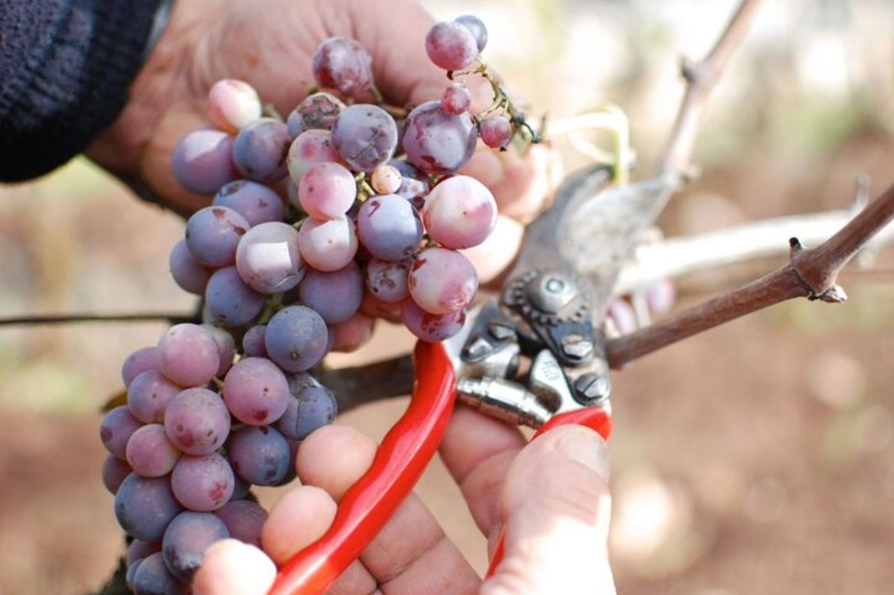 Tour Guidato tra i Vigneti con Degustazione di Vini Locali — 8
