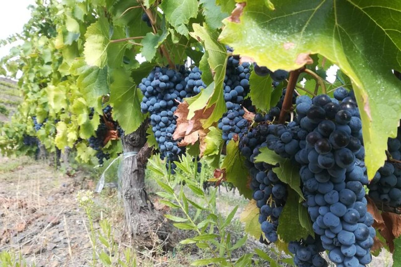 La fuga dell'uva! In bicicletta in uno splendido scenario con degustazione di vini — 8