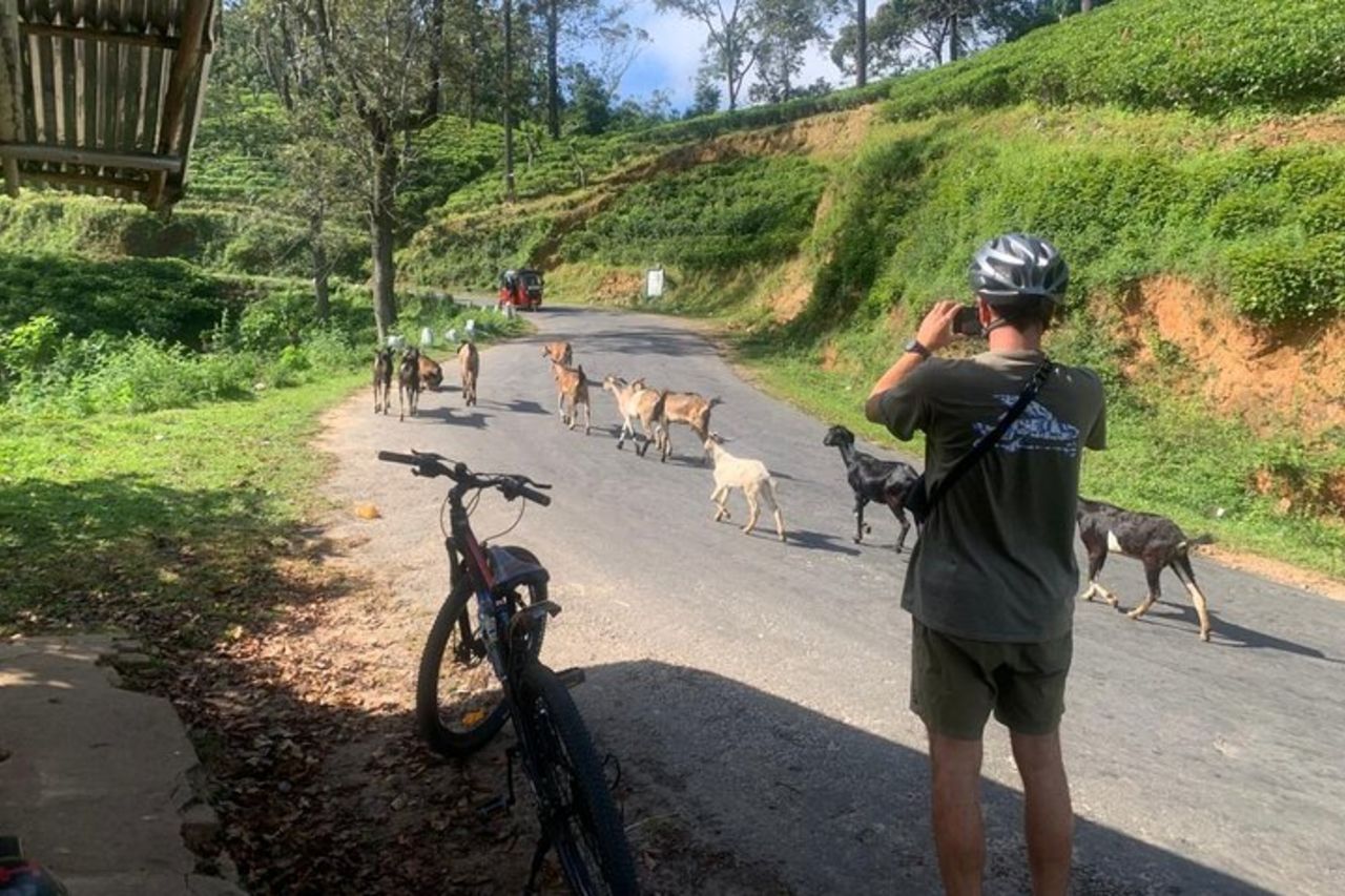 Ella Scenic Cycling Experience — 5