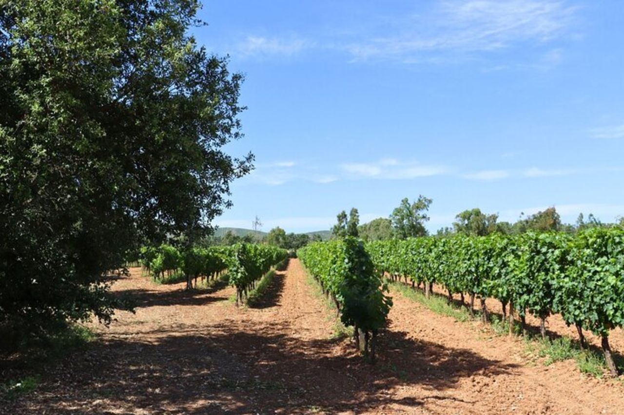Alghero : visita guidata della cantina con degustazione di vini — 7