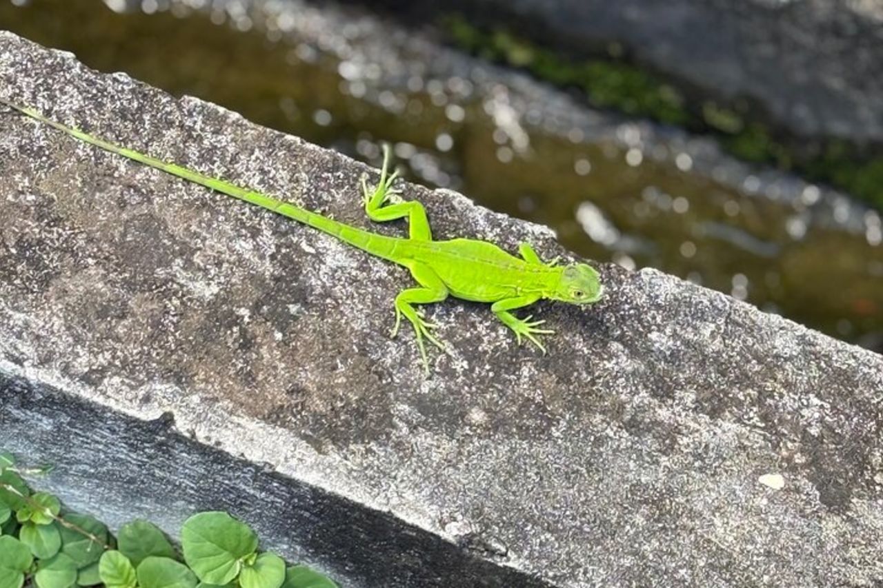 Tour privato di mezza giornata dell'Isola delle Spezie — 5