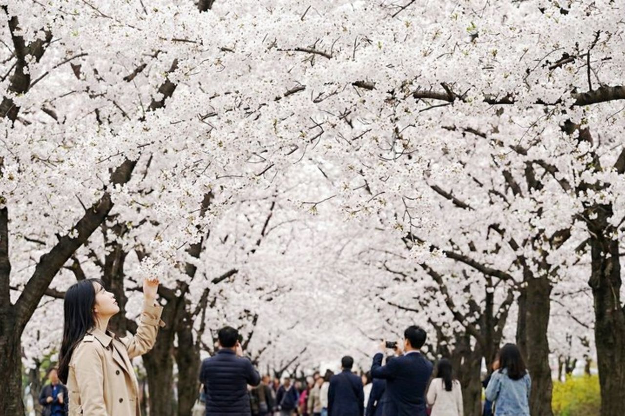 Jeju East Essentials – Seongsan Ilchulbong (UNESCO) & Haenyeo — 8