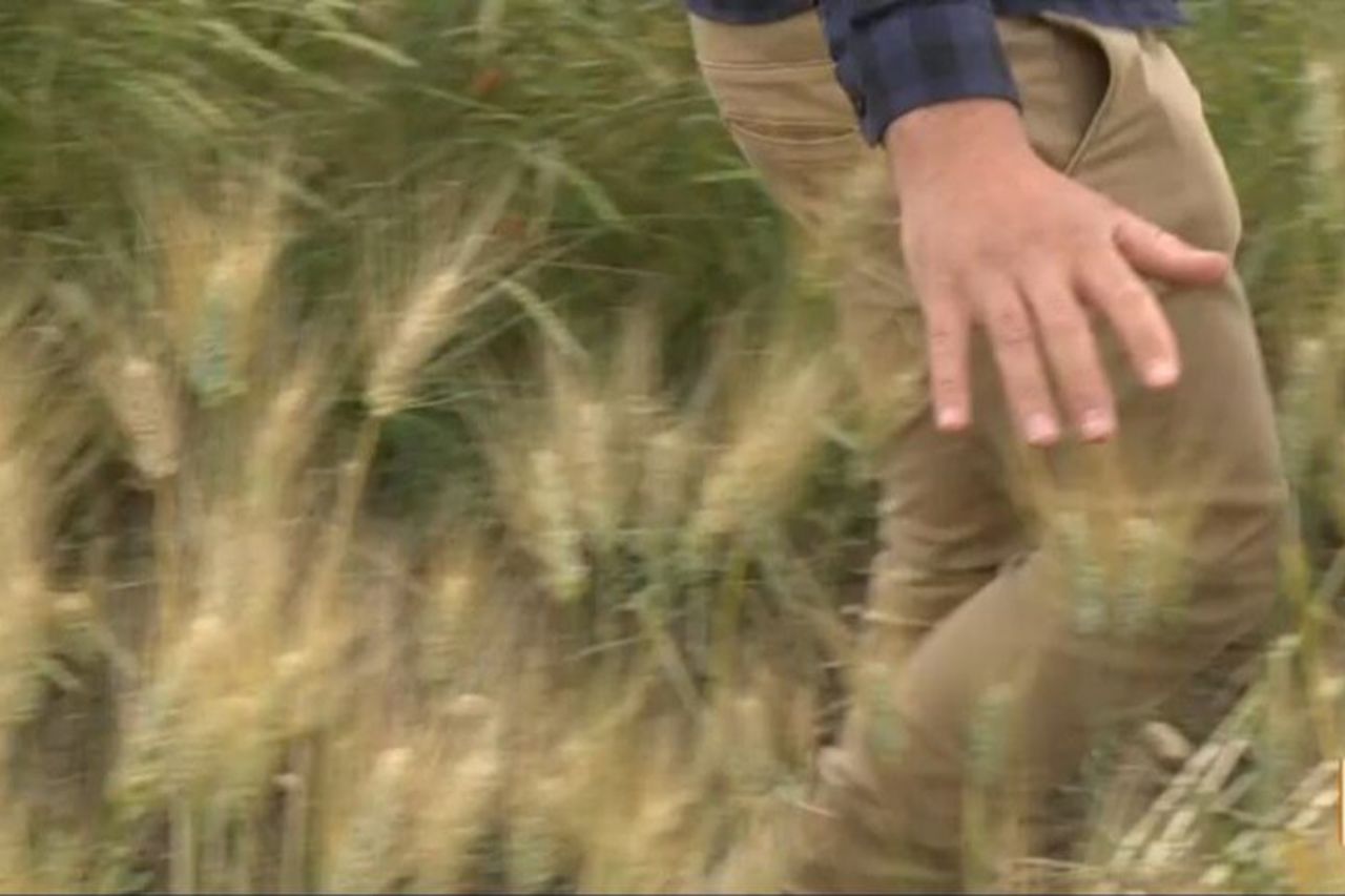 Radici Siciliane Food Experience Pane Cioccolato Sicilia Storica — 4