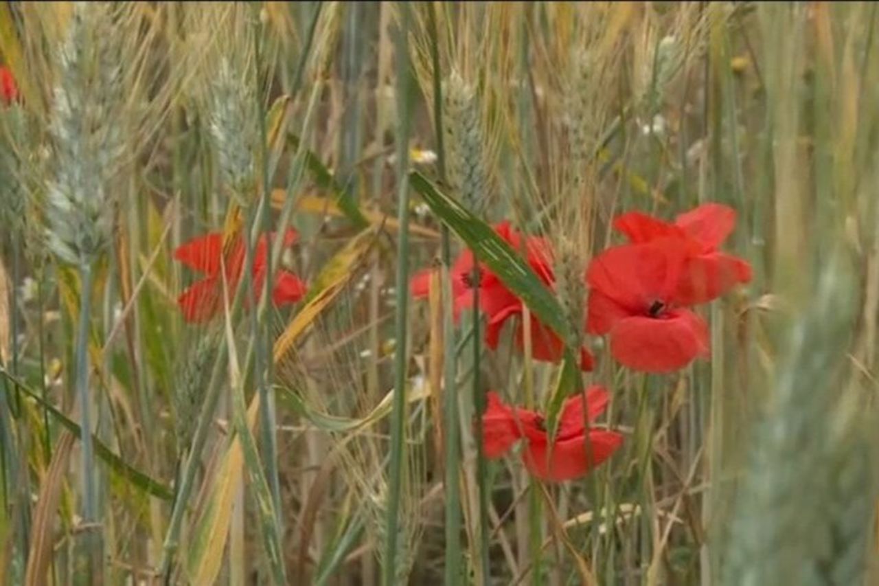 Radici Siciliane Food Experience Pane Cioccolato Sicilia Storica — 3