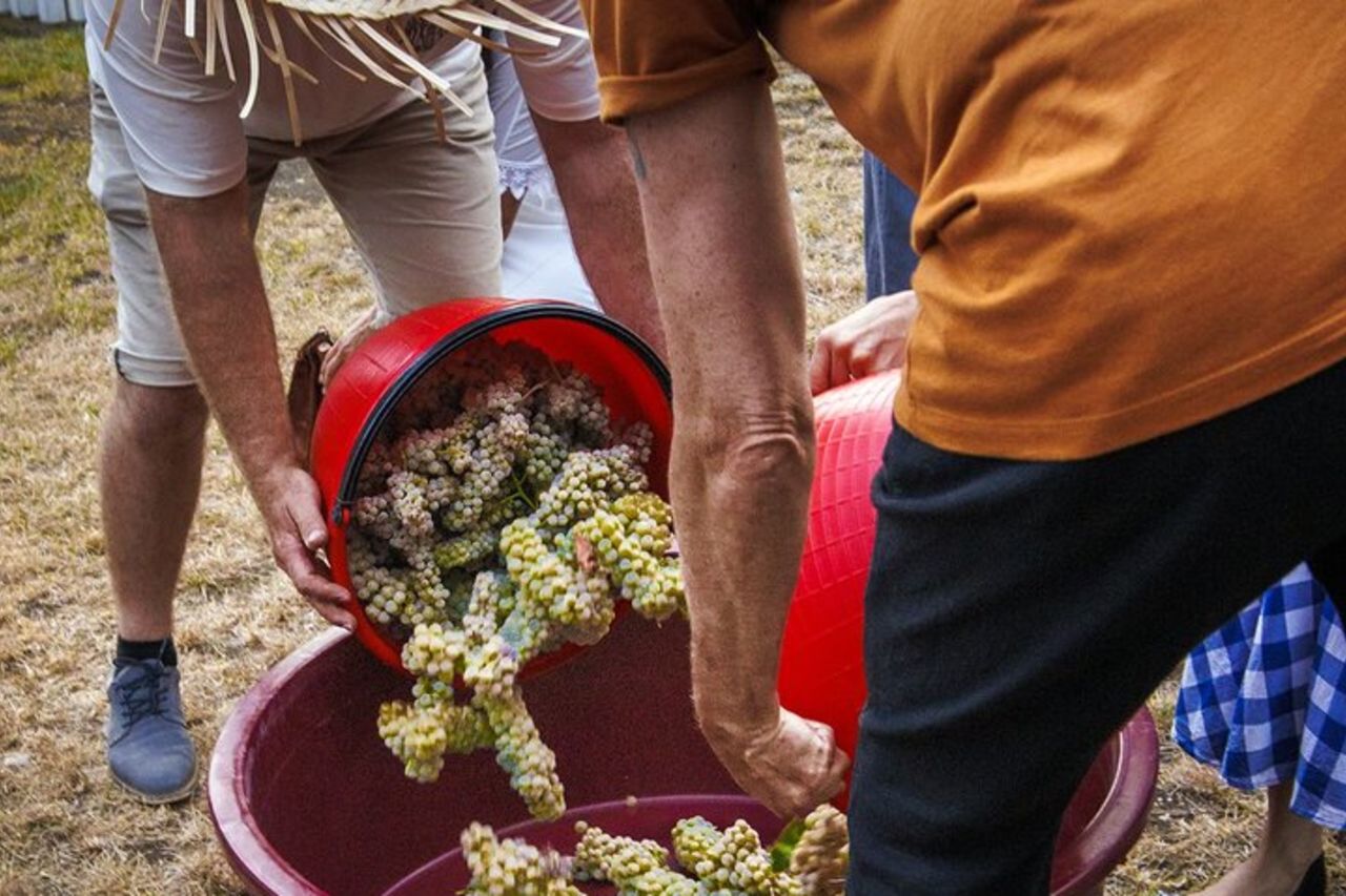 Vendemmia con Pigiatura e Picnic tra ulivi e vigne — 6