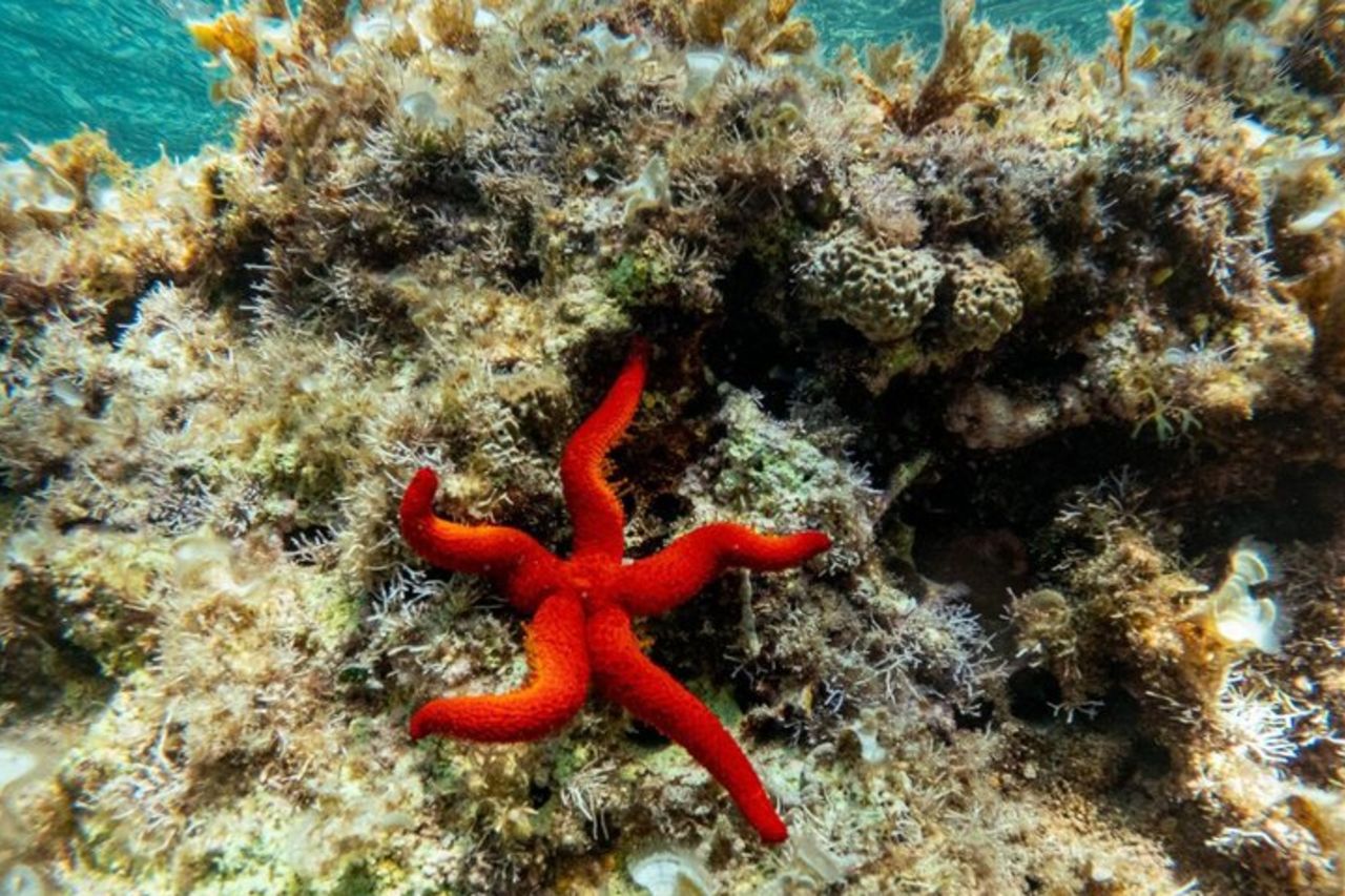 Stintino SUP Experience a Isola Piana e La Pelosa — 5