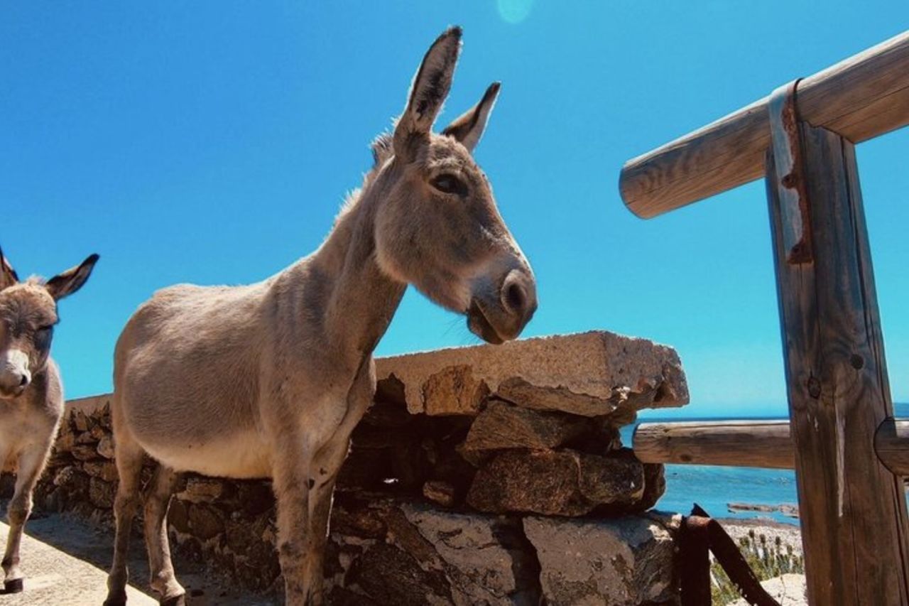 Da Stintino: tour in minivan dell'Asinara — 2