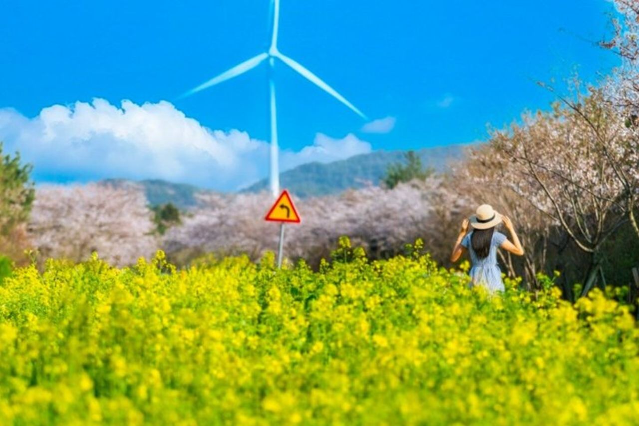 Ultimate Jeju Day Tour : UNESCO & Da non perdere (Est/Sud-Ovest)