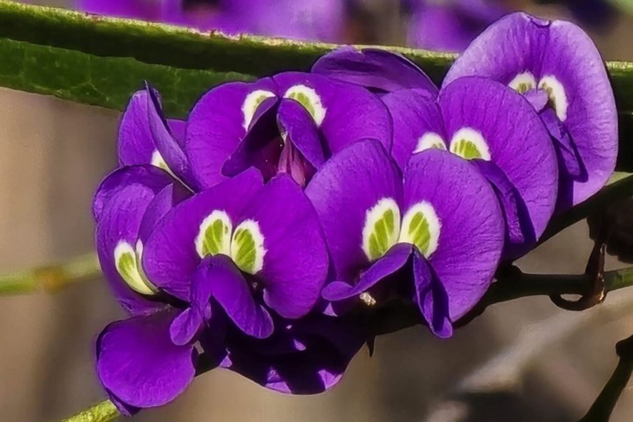 Fiori selvatici, campi di colza e tour storico di un giorno a New Norcia — 3