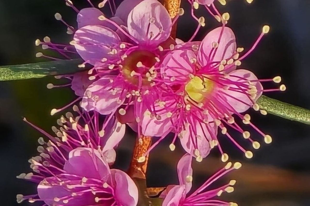 Fiori selvatici, campi di colza e tour storico di un giorno a New Norcia — 6