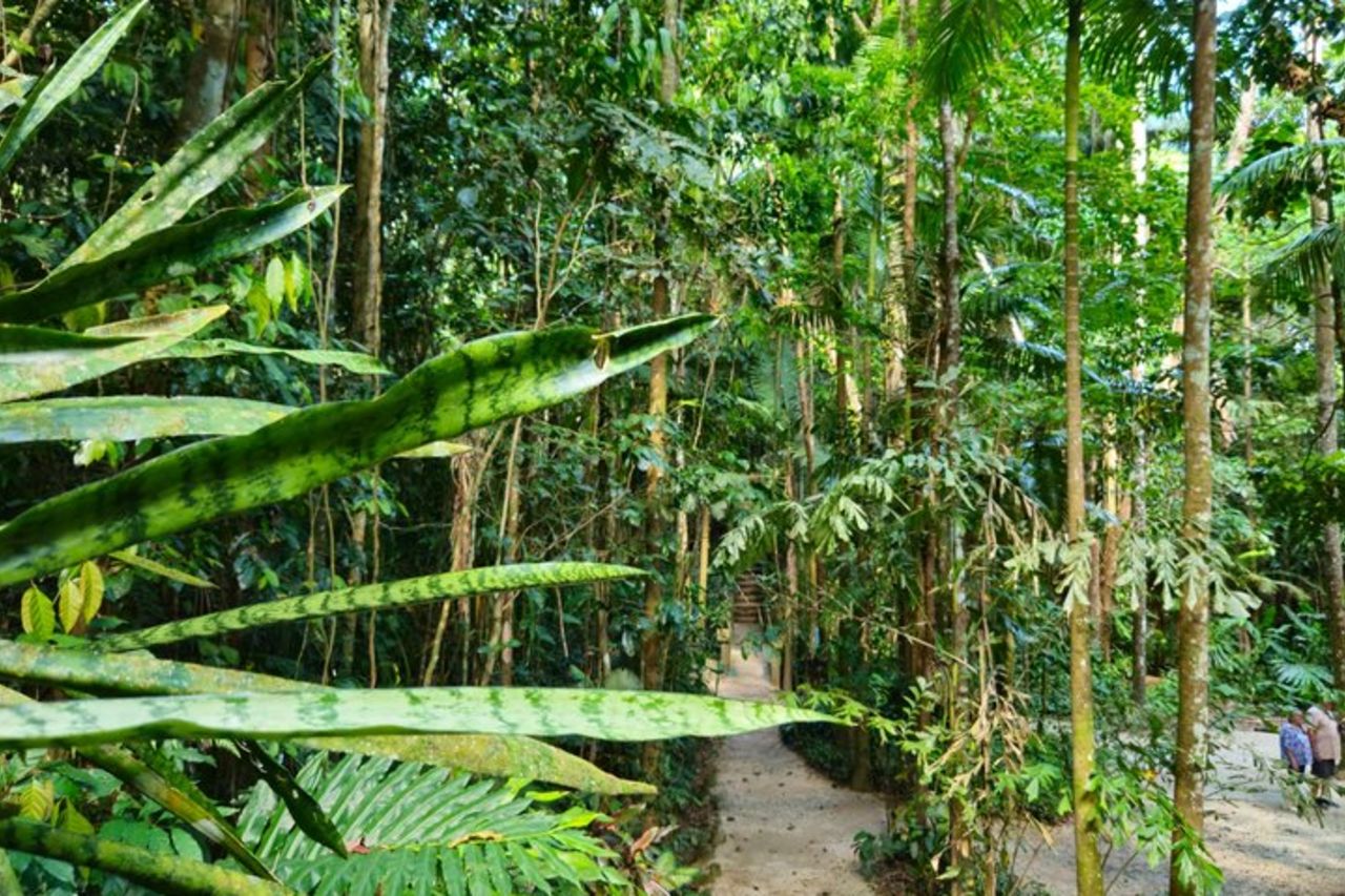Tour di un giorno al Parco Paronella, al Lago Barrine e alle cascate Millaa Millaa — 7