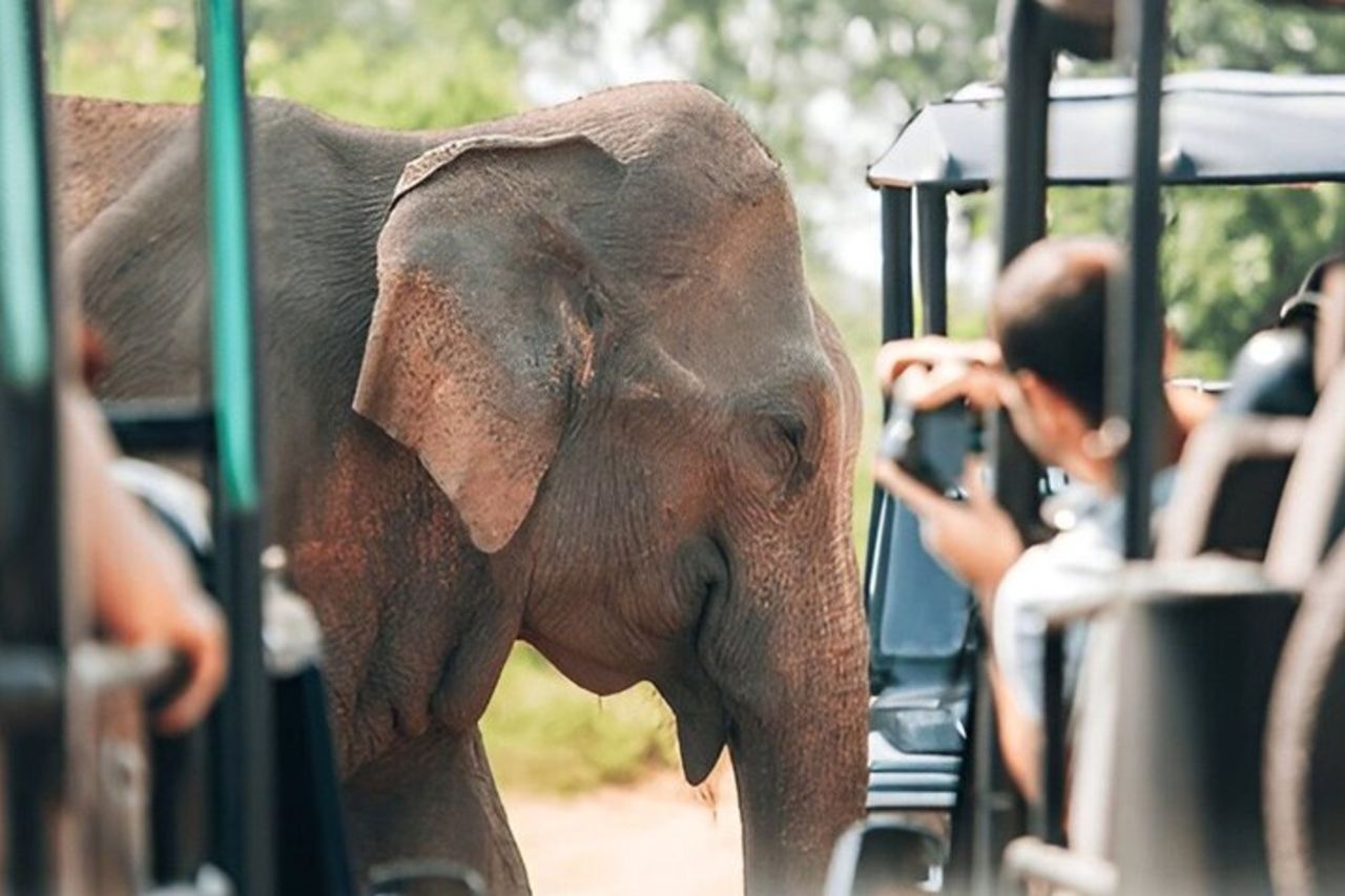 Safari privato nel Parco nazionale di Udawalawe