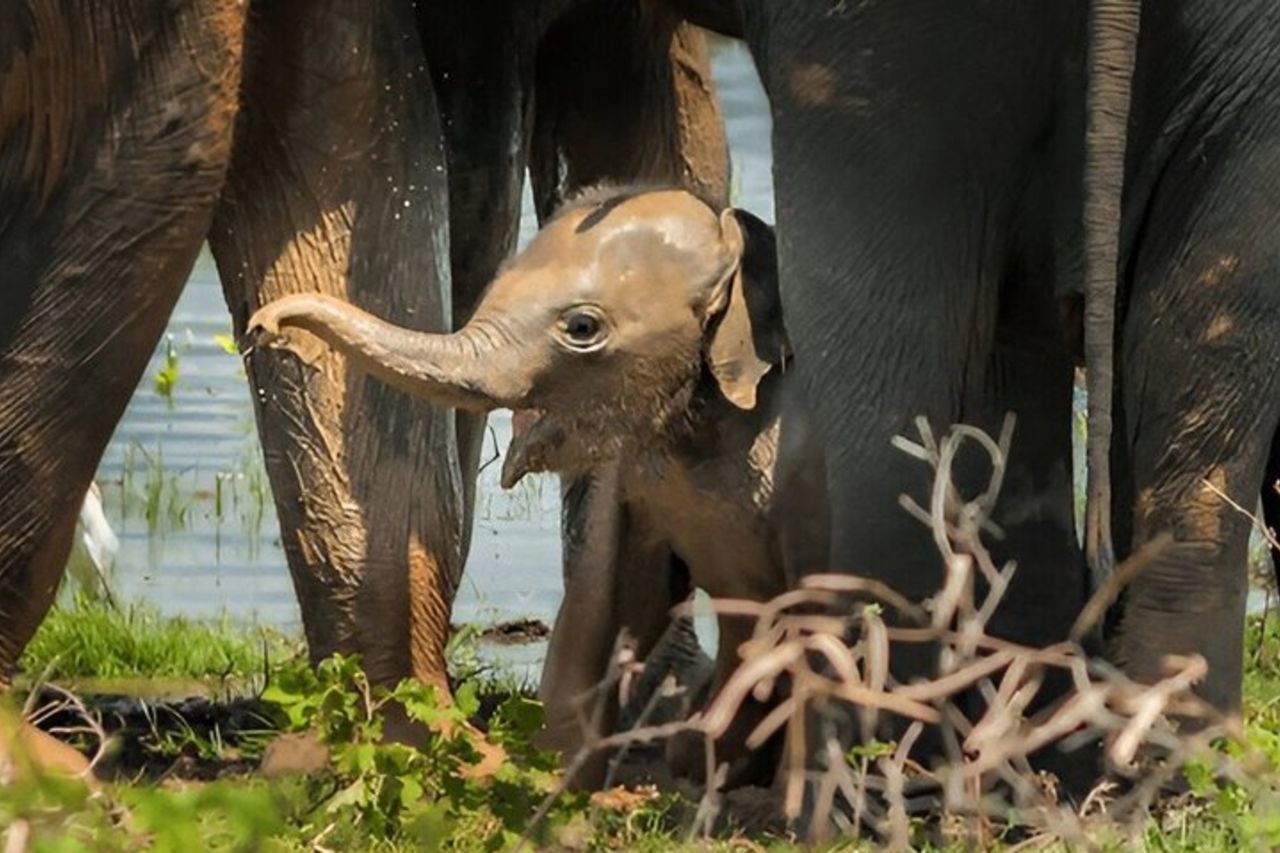 Safari privato nel Parco nazionale di Udawalawe — 3