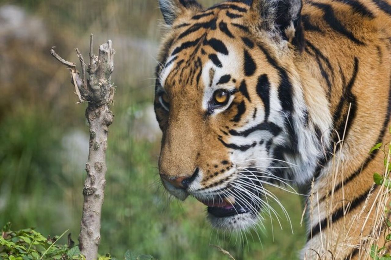 Tour di un giorno di Ranthambore Tiger Safari da Jaipur — 4