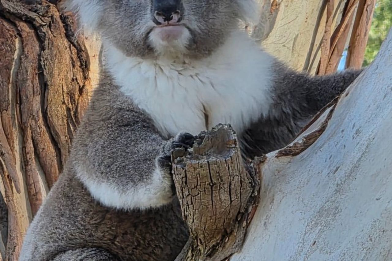 Premium Great Ocean Road Tour inverso - Max 11 Hotel Pickup — 5