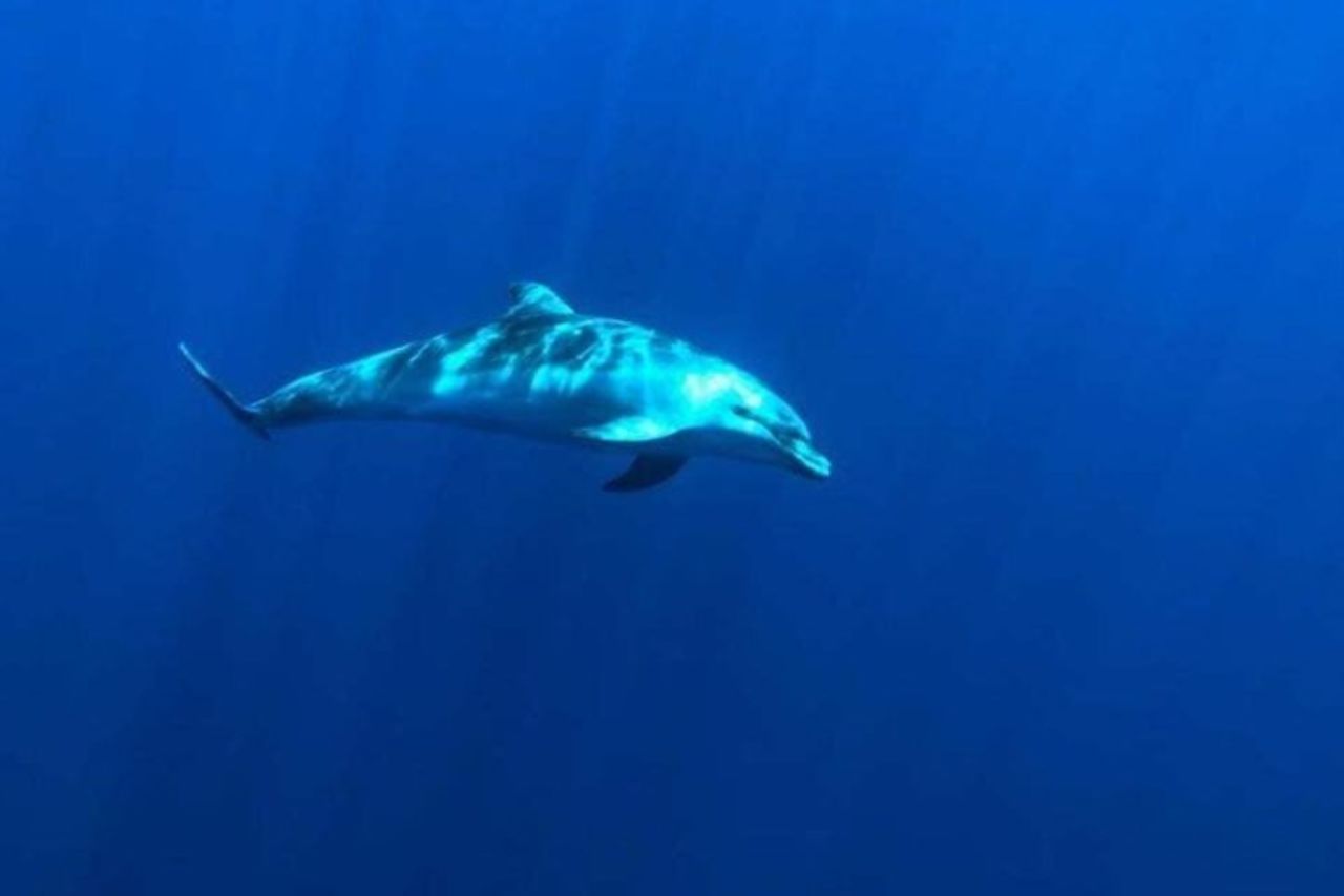 1-Ora Tour Guidato in Semi-Sottomarino all'Isola Bella — 2