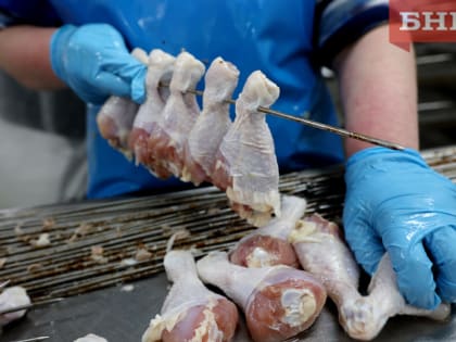 В Минсельхозе Коми назвали вероятный источник вируса на птицефабрике «Зеленецкой»