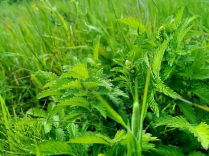 Врач назвала чистотел одним из опасных народных косметических средств