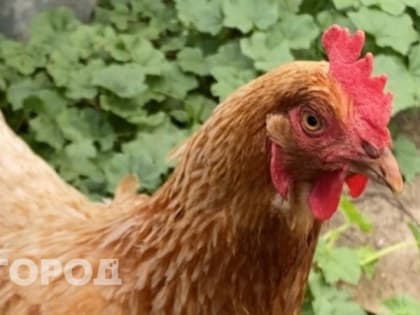 Продажу продукции птицефабрики "Зеленецкая" приостановили