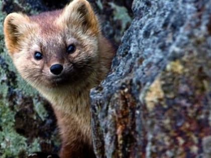 В Коми установлен лимит добычи соболя